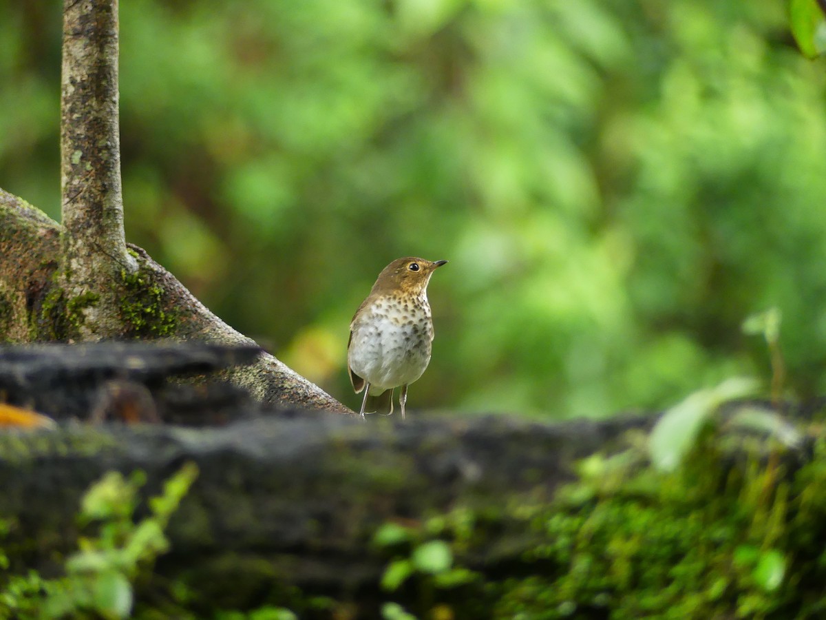 Swainson's Thrush - ML627868349