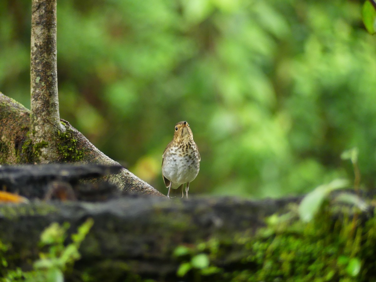 Swainson's Thrush - ML627868351