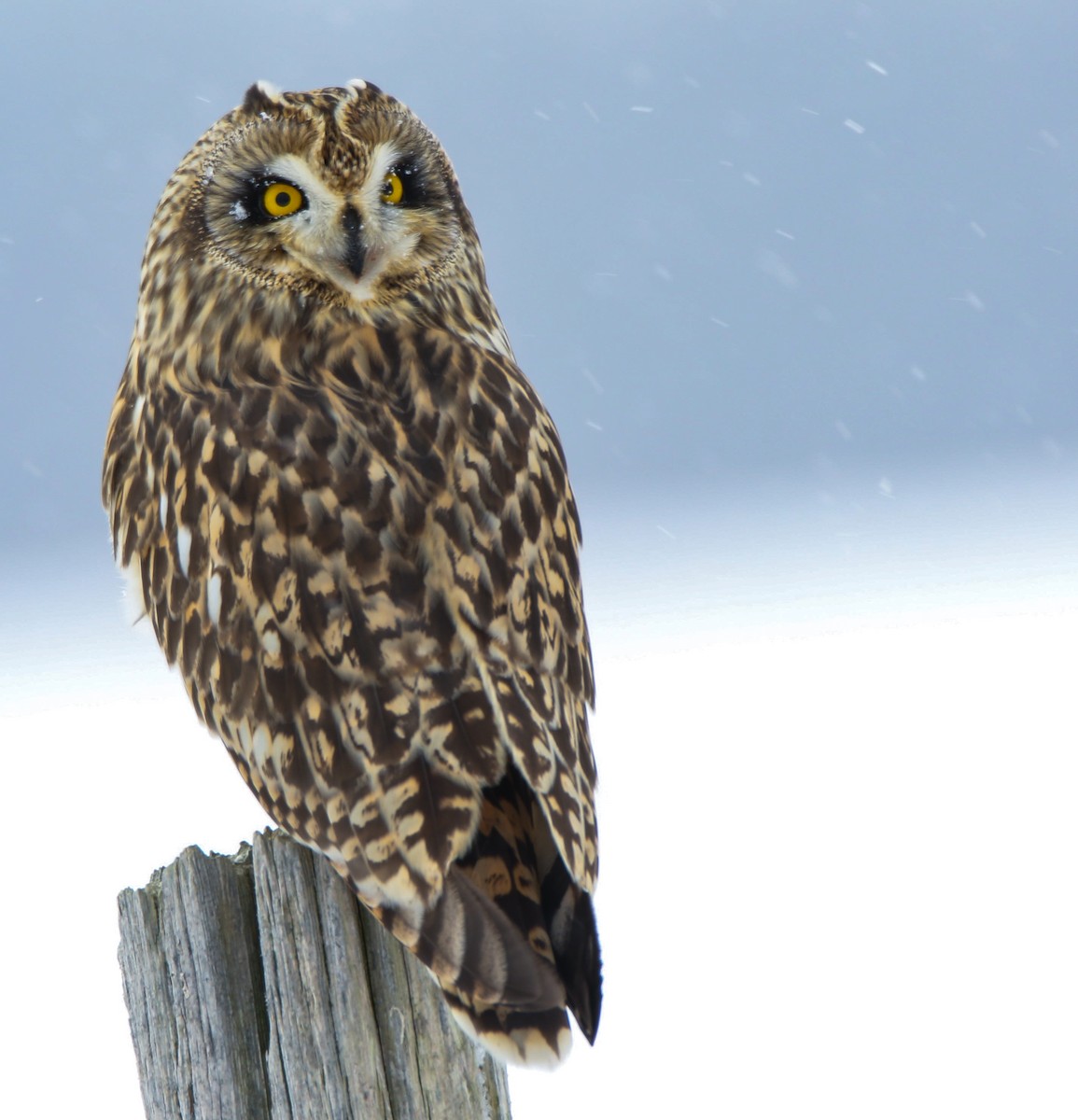 Short-eared Owl - David Woodhouse