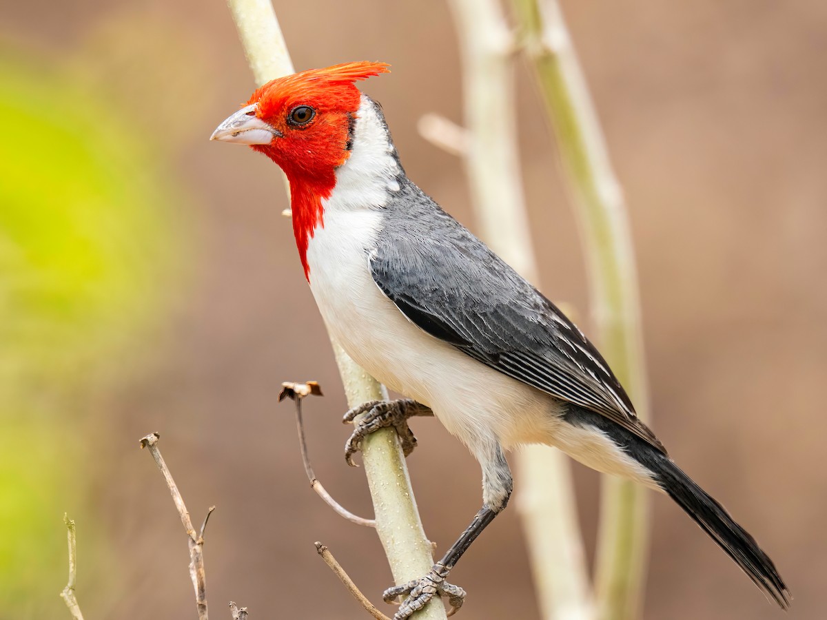 Red-crested Cardinal - ML627868440