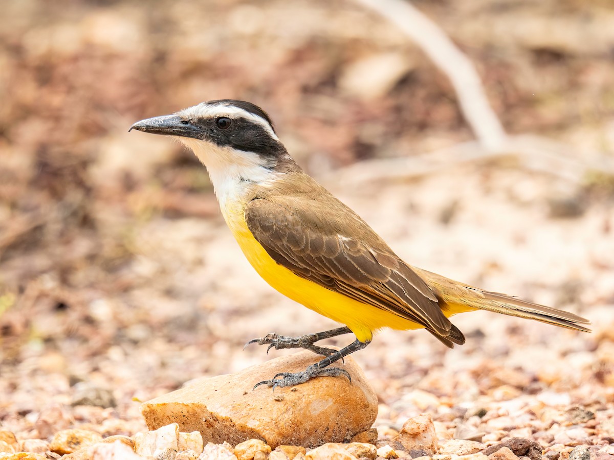 Great Kiskadee - ML627868456