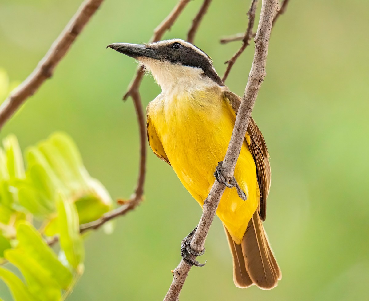 Great Kiskadee - ML627868457