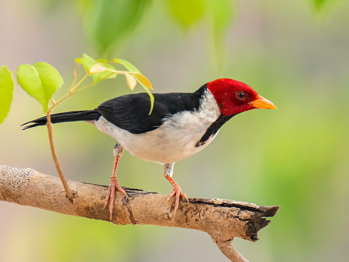 Yellow-billed Cardinal - ML627868478