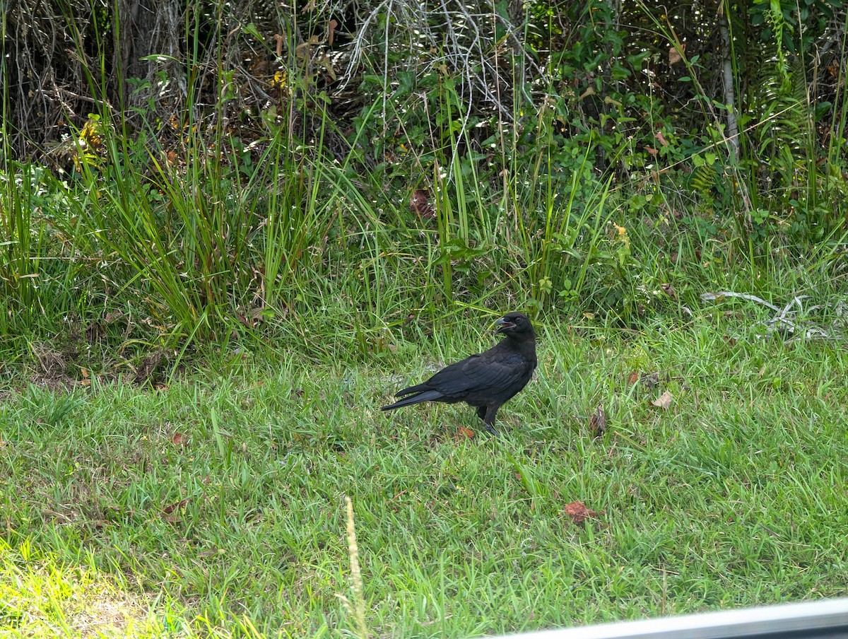 American Crow - ML627868551