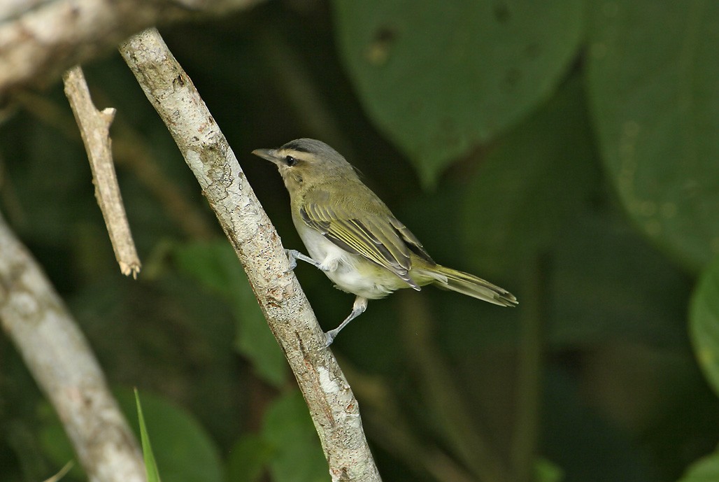 Chivi Vireo (migratory) - ML627868576