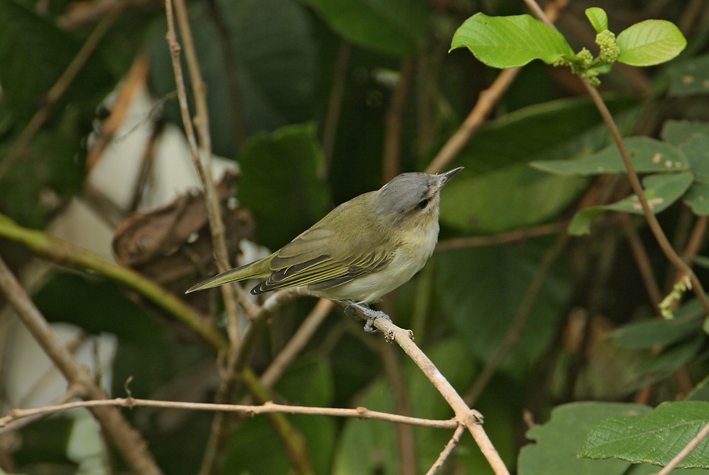 Chivi Vireo (migratory) - ML627868577