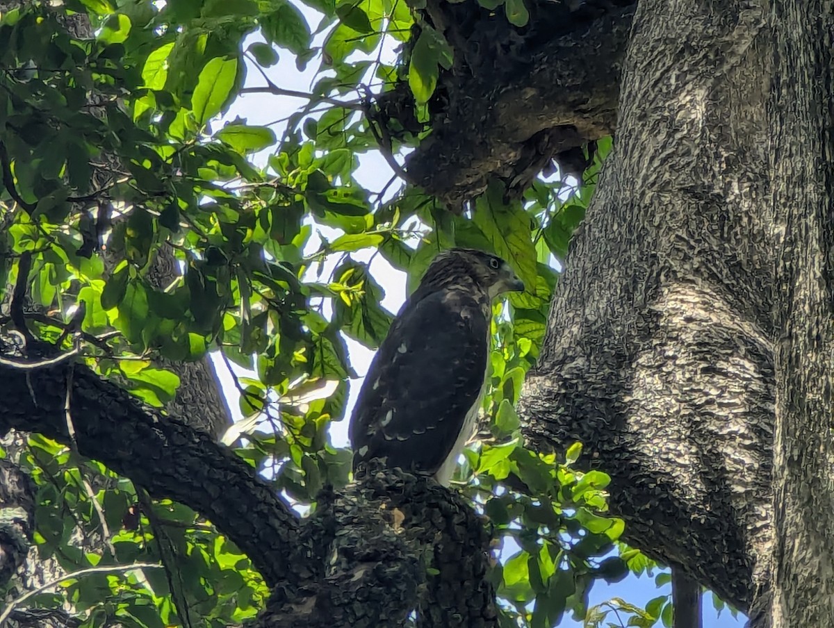 Cooper's Hawk - Rodrigo Dueñas