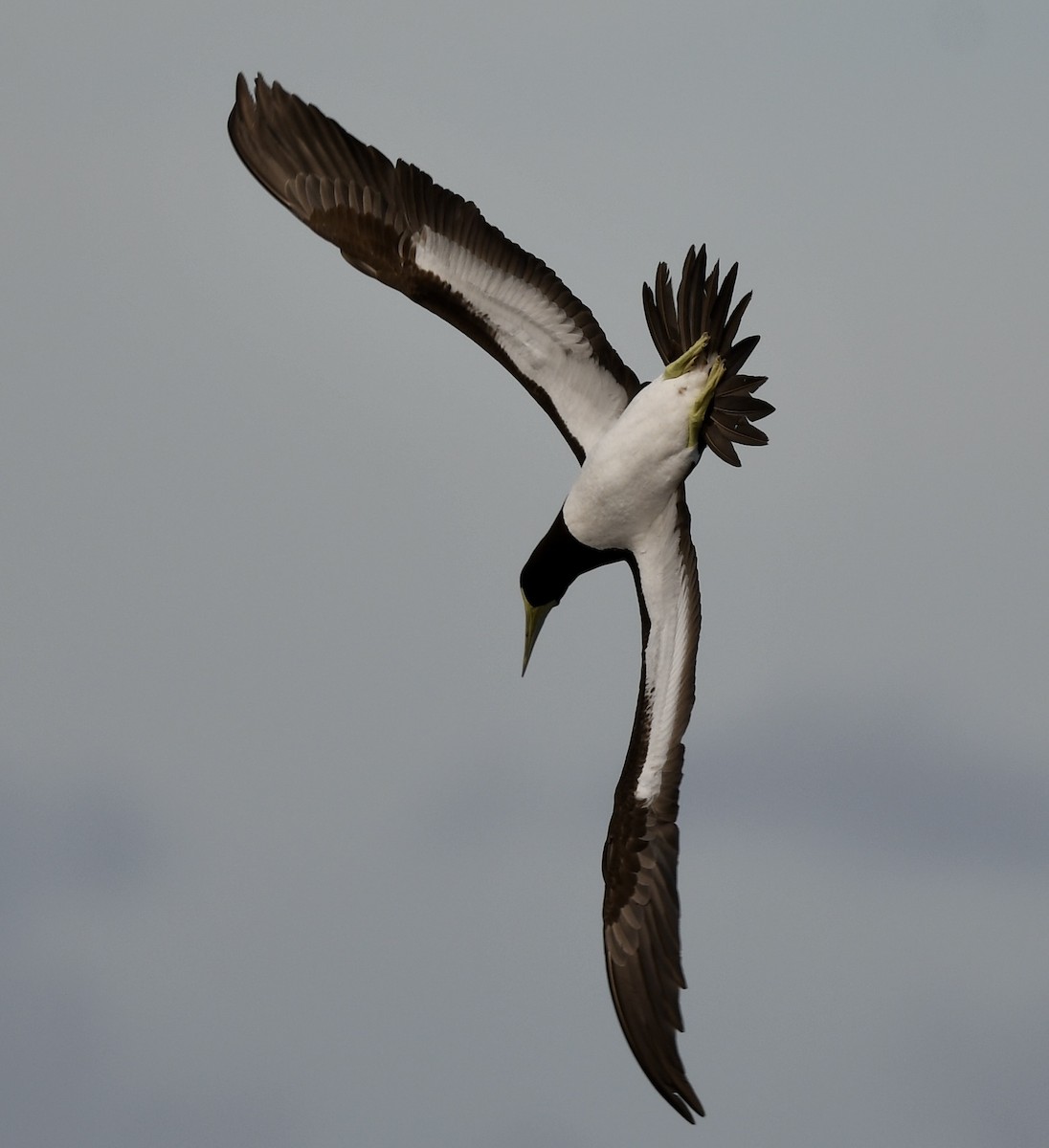 Brown Booby (Forster's) - ML627868719