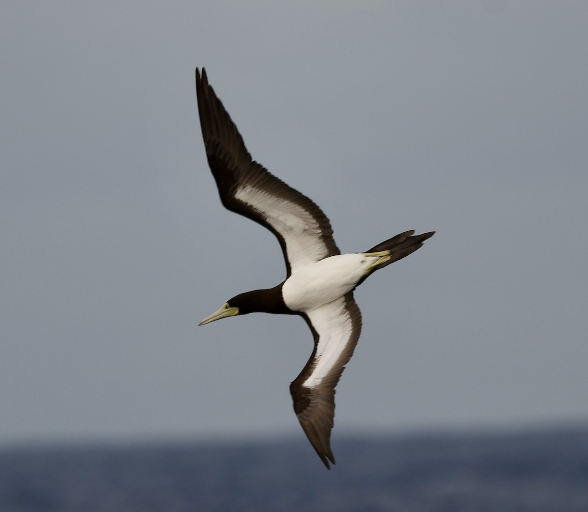 Brown Booby (Forster's) - ML627868746