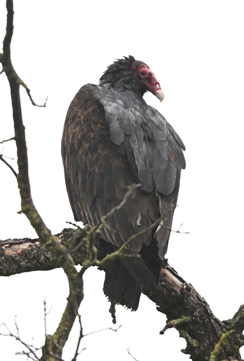 kondor krocanovitý - ML627868778