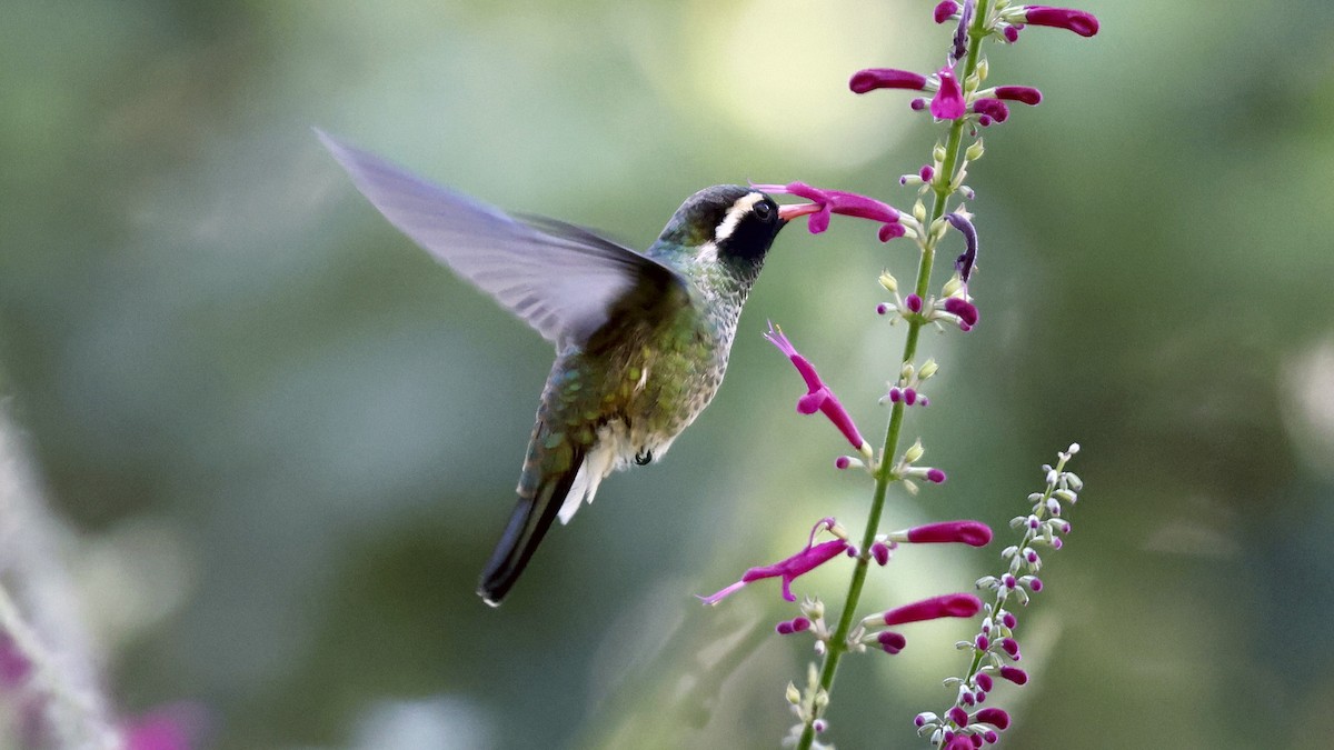 White-eared Hummingbird - ML627868792