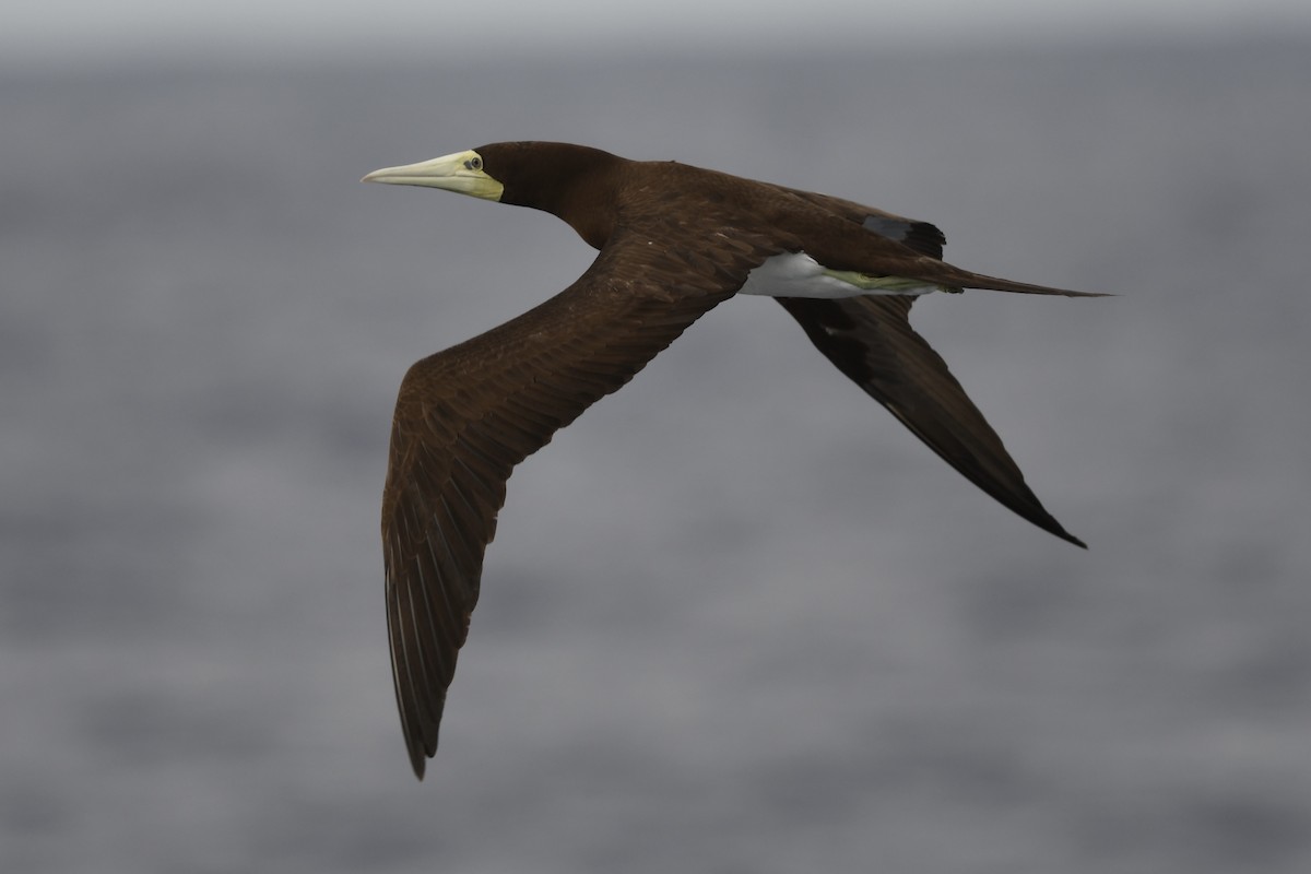 Brown Booby (Forster's) - ML627868806