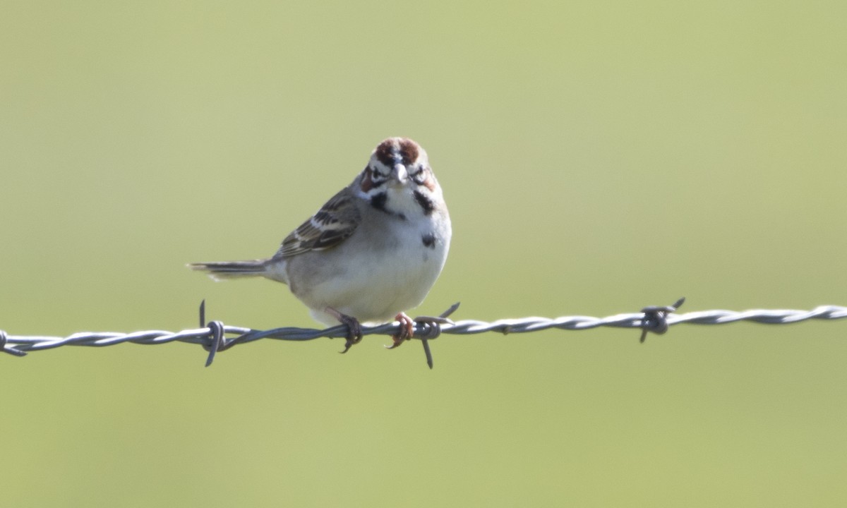 Lark Sparrow - ML62786881