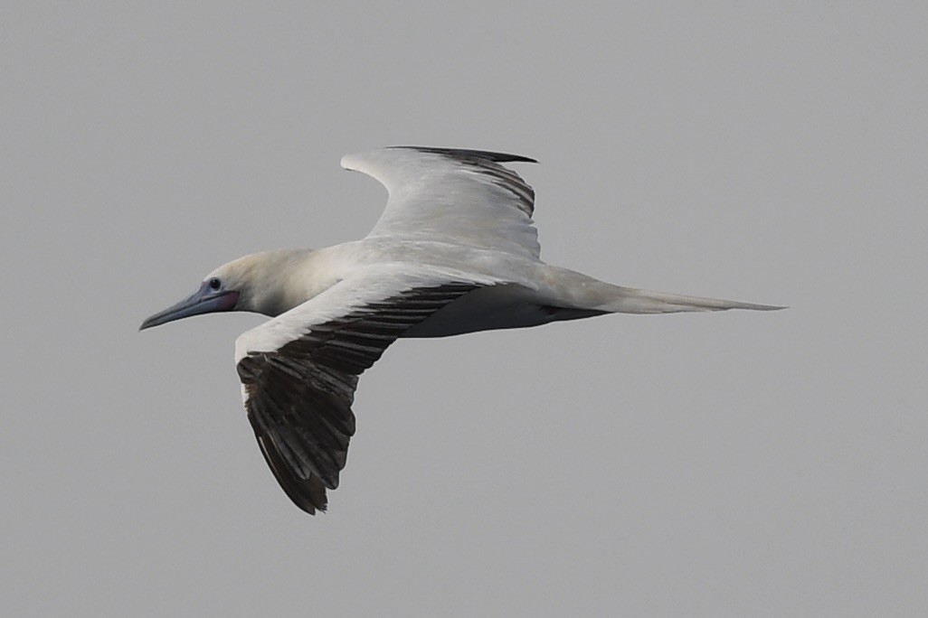 Red-footed Booby (Indopacific) - ML627868860