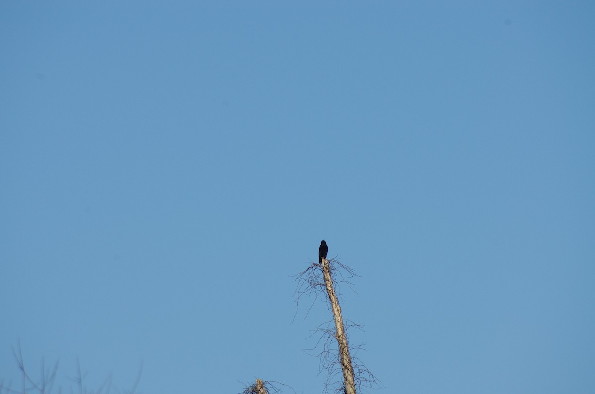 American Crow - ML627868887