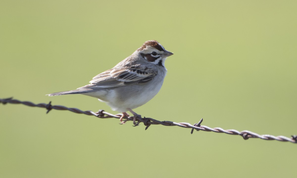 Lark Sparrow - ML62786891