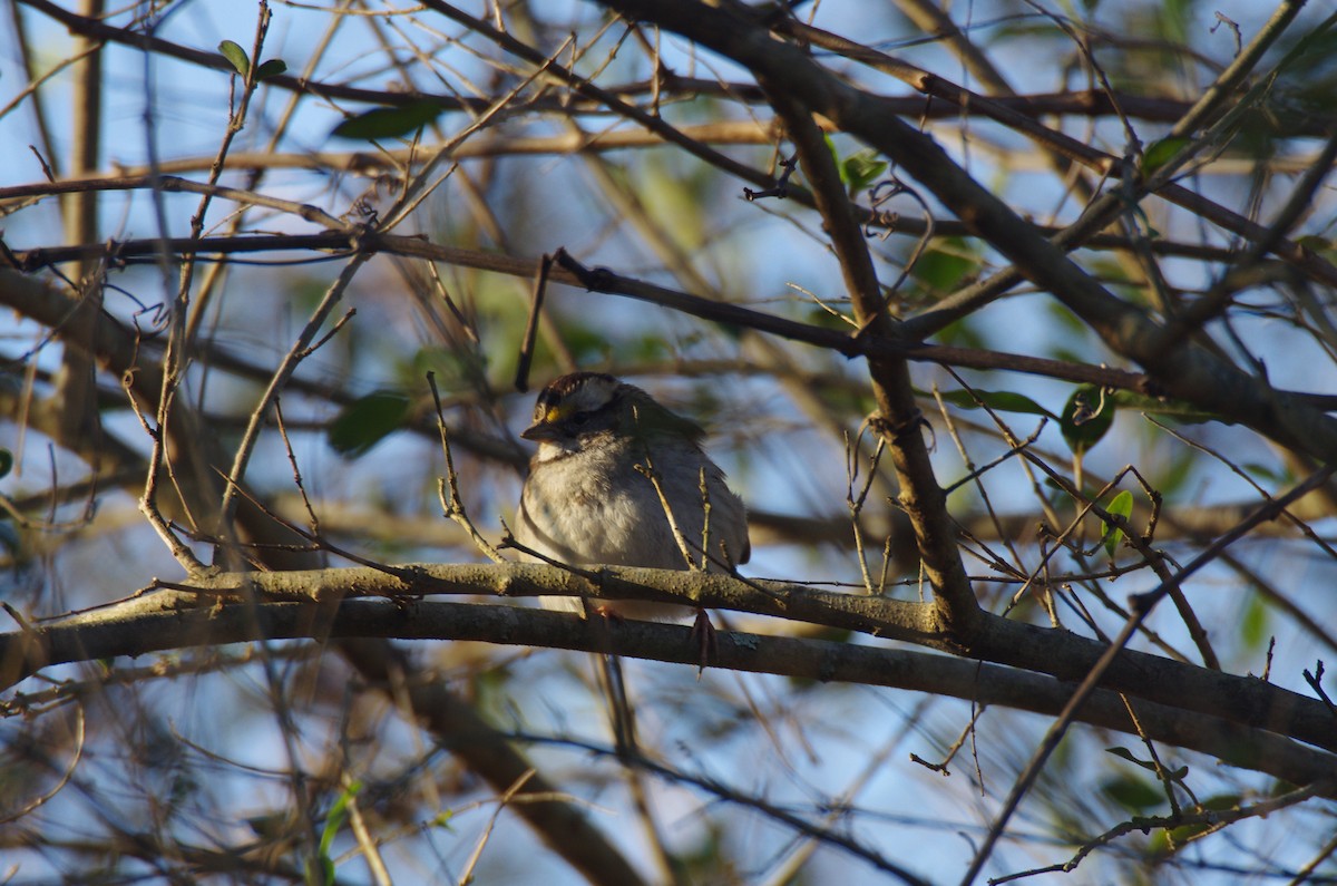 White-throated Sparrow - ML627868997