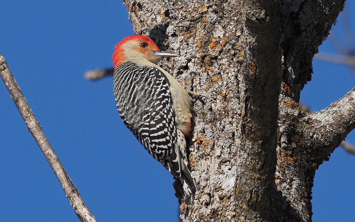 Red-bellied Woodpecker - ML627869018