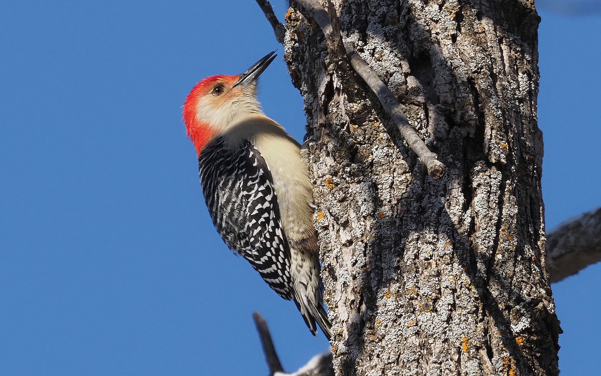 Red-bellied Woodpecker - ML627869019