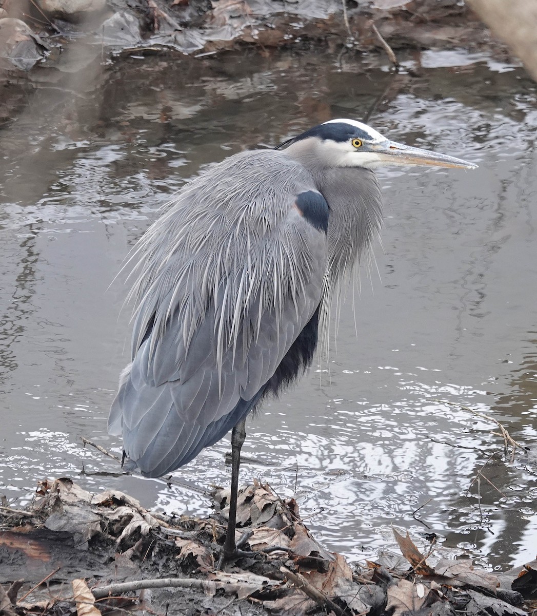 Great Blue Heron - ML627869023