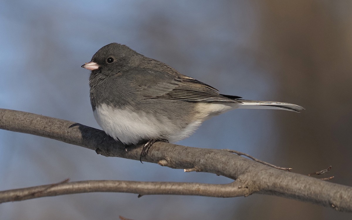 Dark-eyed Junco - ML627869025