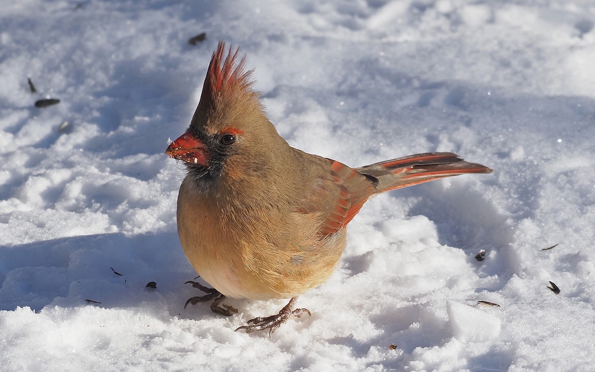 Northern Cardinal - ML627869027