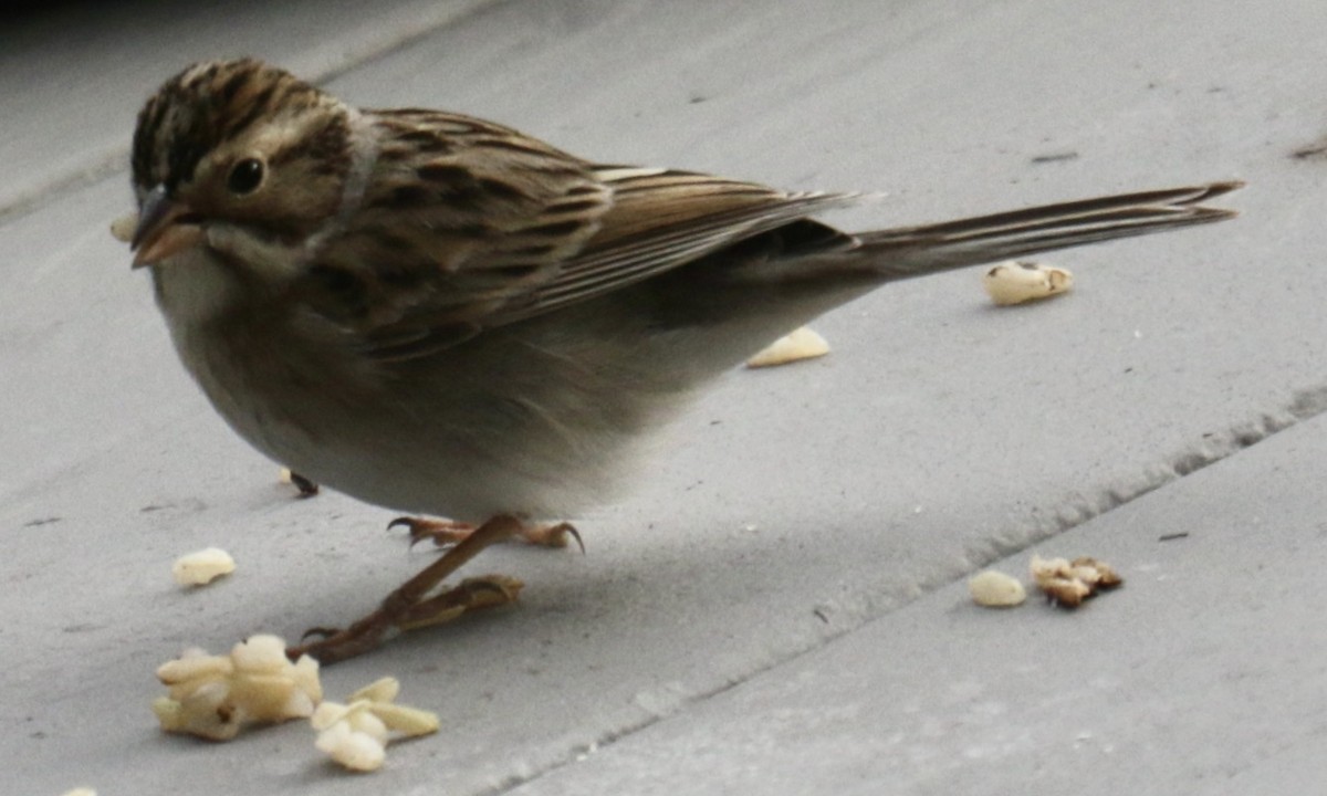Clay-colored Sparrow - ML627869033