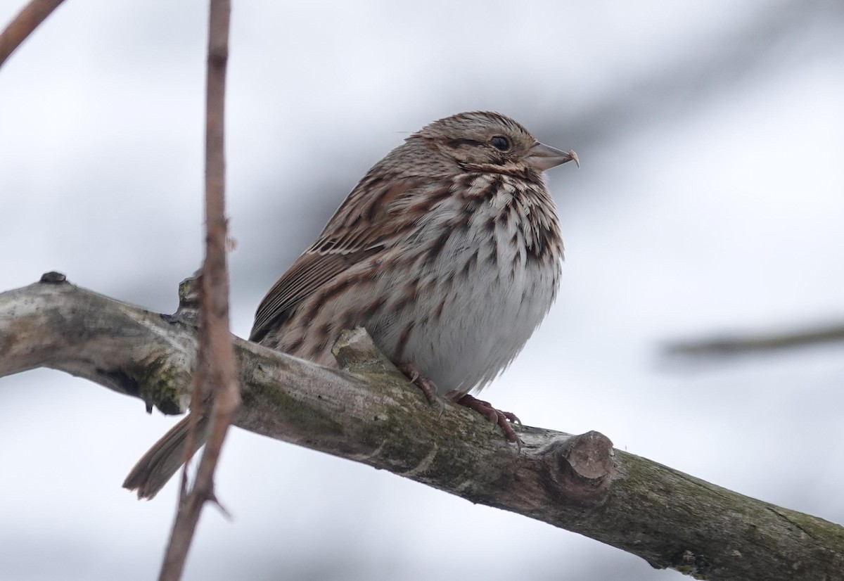 Song Sparrow - ML627869034