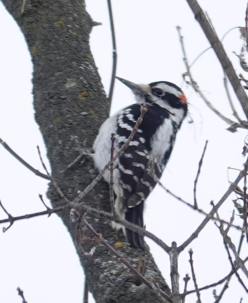 Hairy Woodpecker - ML627869045