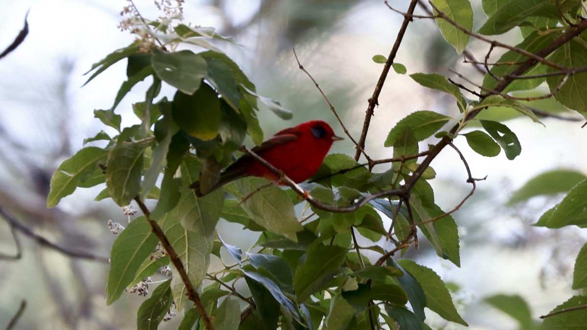 Red Warbler - ML627869058