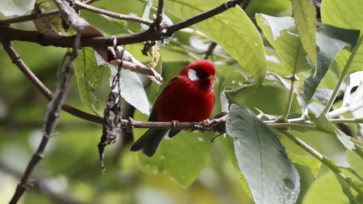 Red Warbler - ML627869059