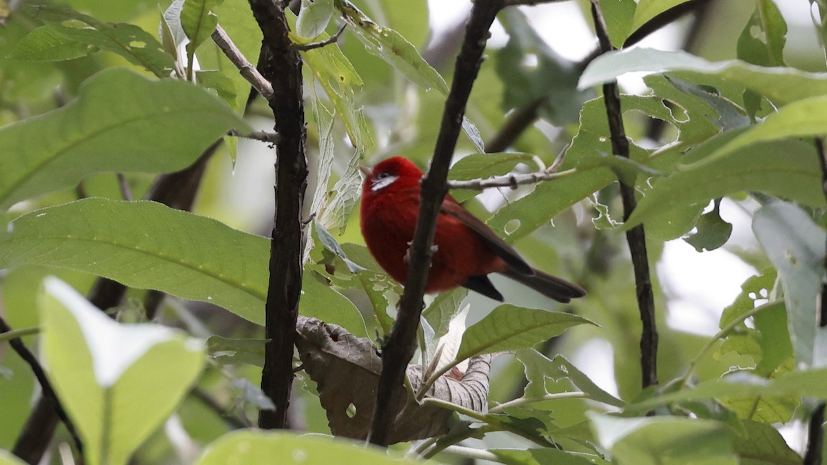 Red Warbler - ML627869060