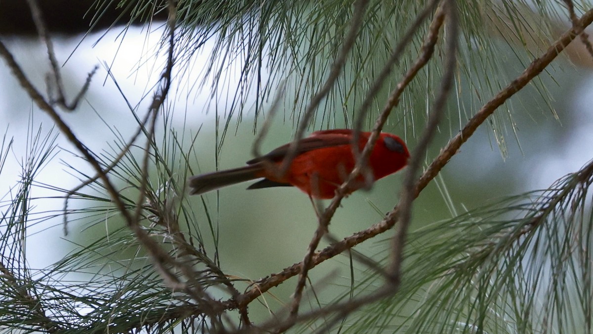 Red Warbler - ML627869061