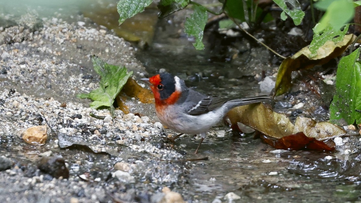 Red-faced Warbler - ML627869066