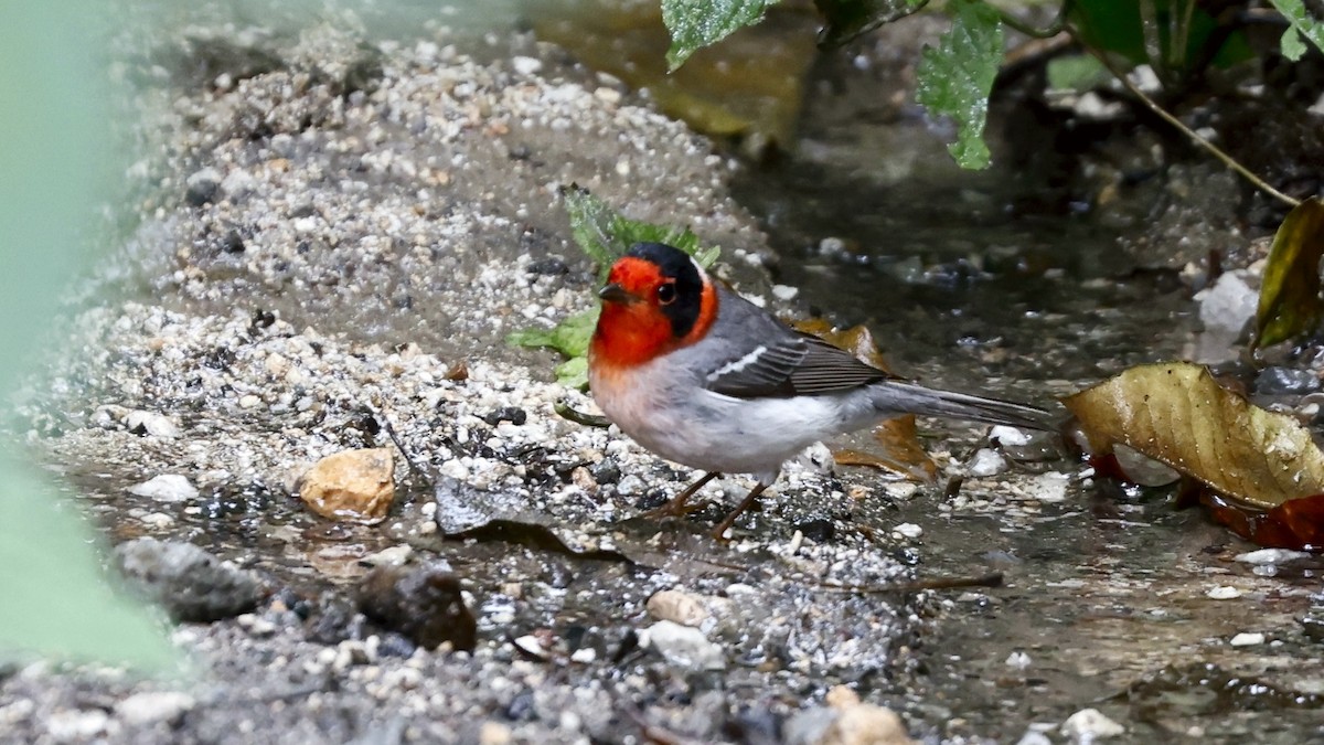 Red-faced Warbler - ML627869067