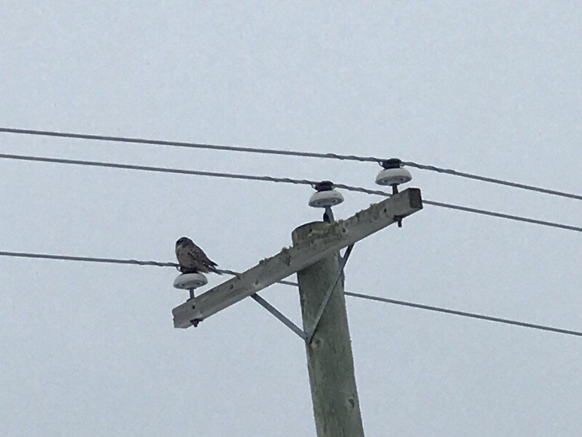 Northern Hawk Owl - ML627869078