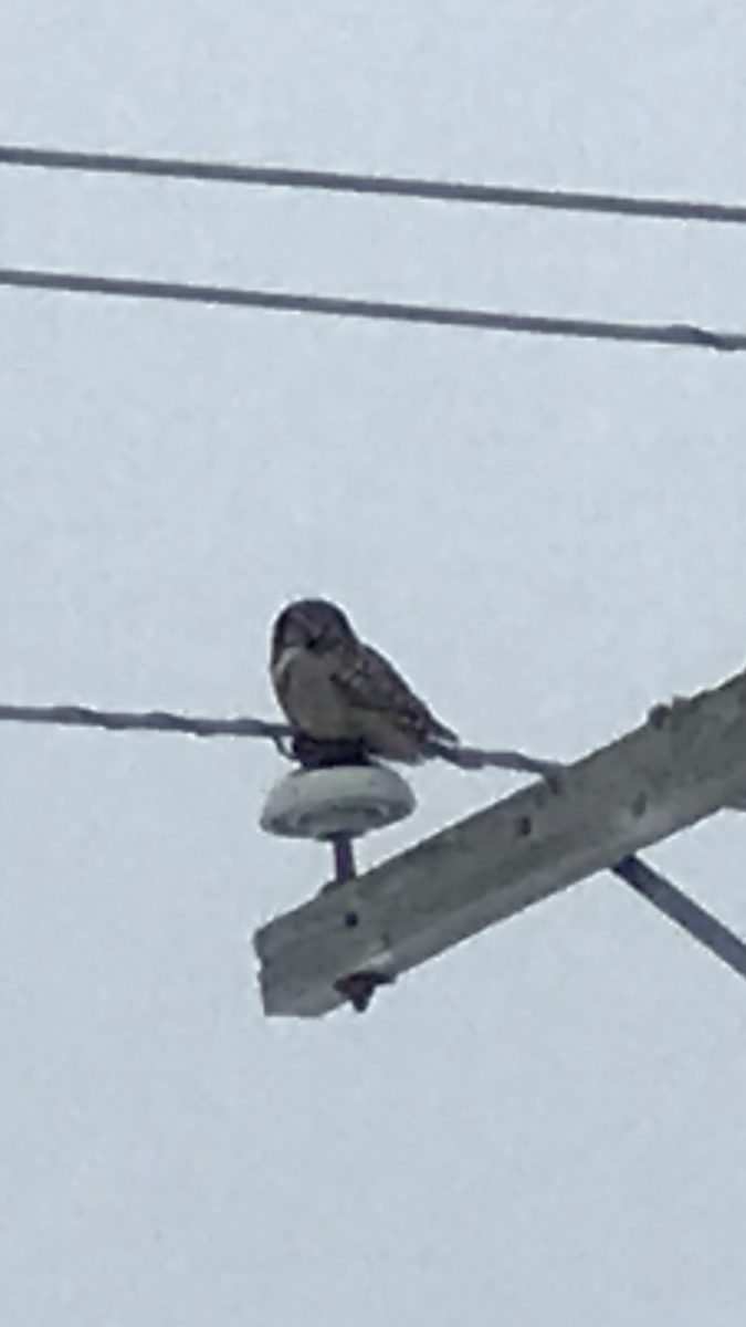 Northern Hawk Owl - ML627869079