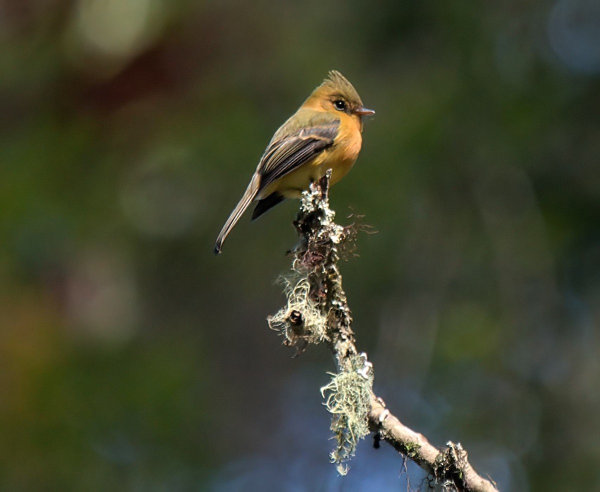 Tufted Flycatcher - ML627869086