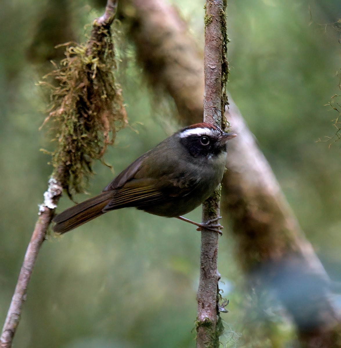 Black-cheeked Warbler - ML627869093