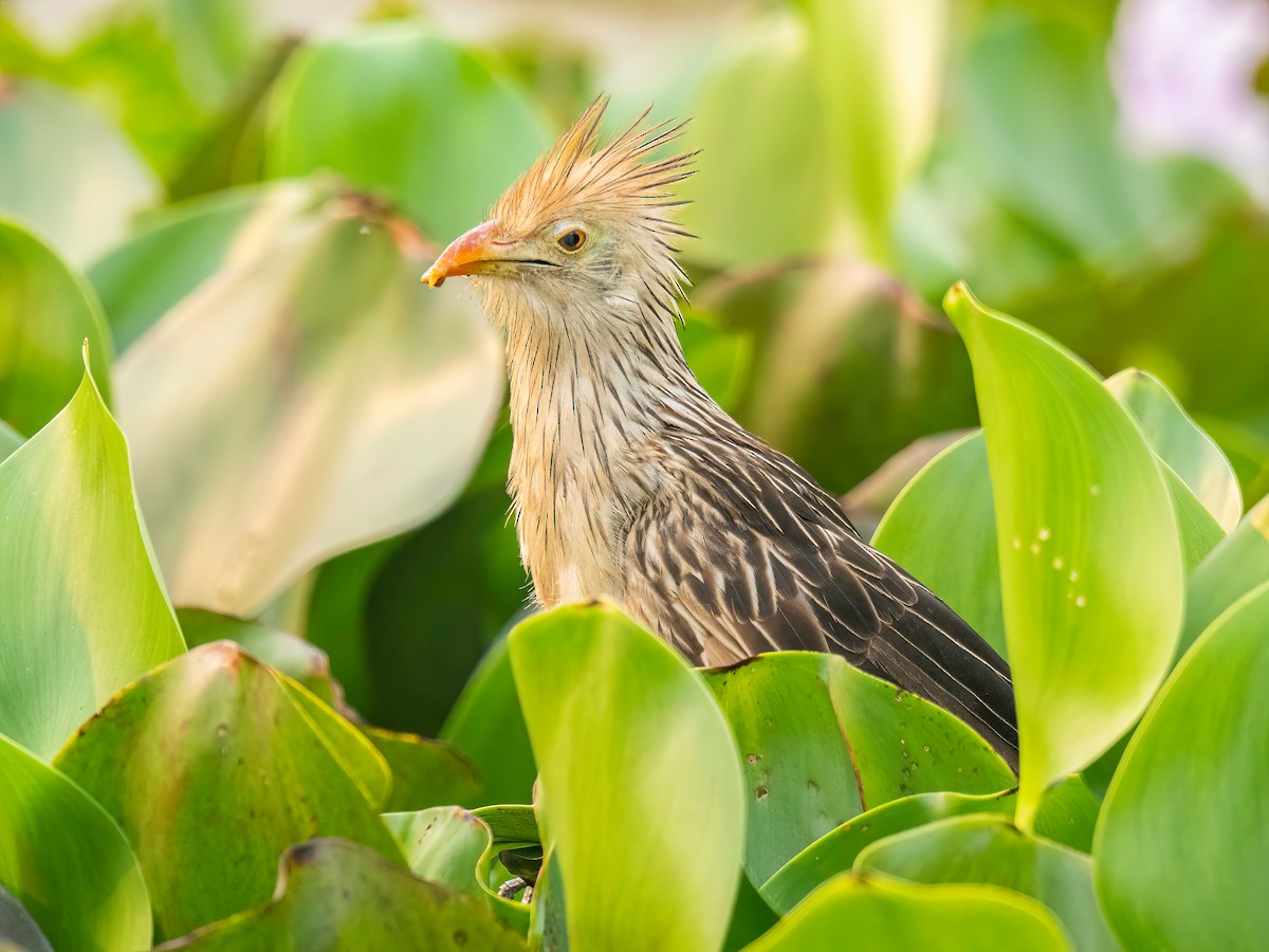 Guira Cuckoo - ML627869095