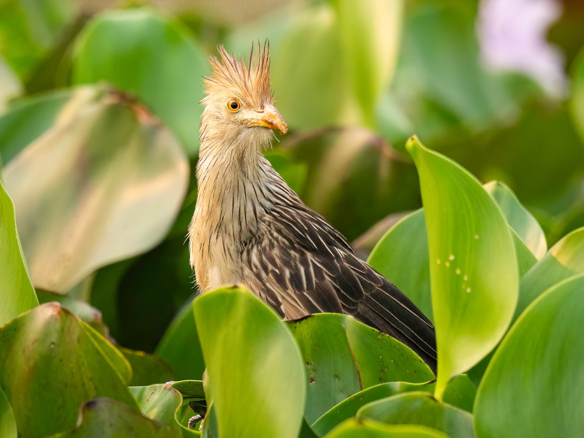 Guira Cuckoo - ML627869096