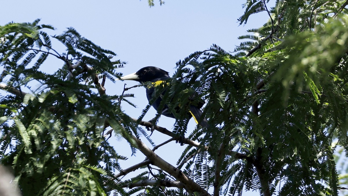 Yellow-winged Cacique - ML627869098