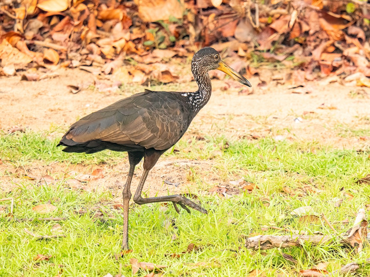 Limpkin - ML627869101