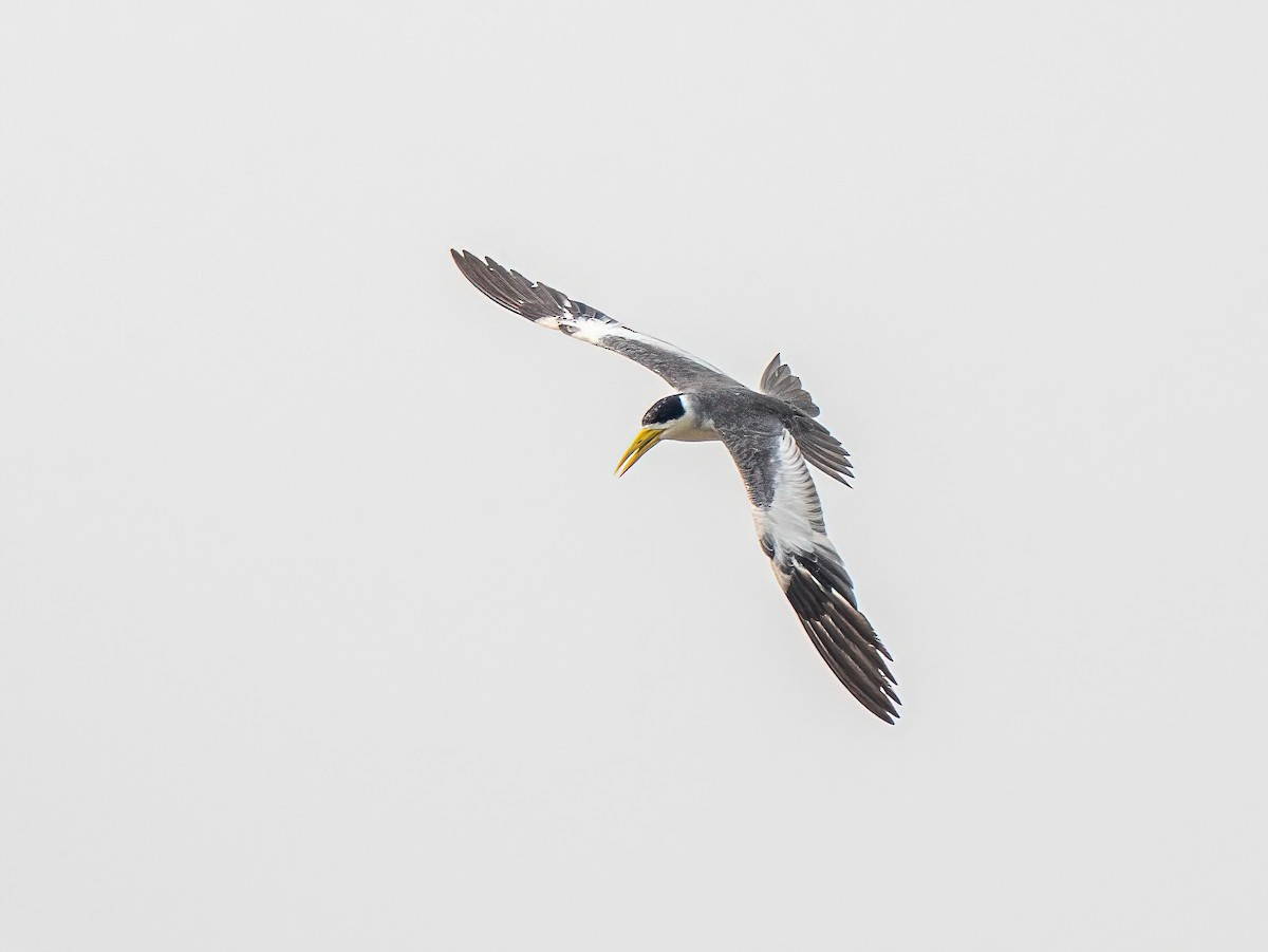 Large-billed Tern - ML627869103