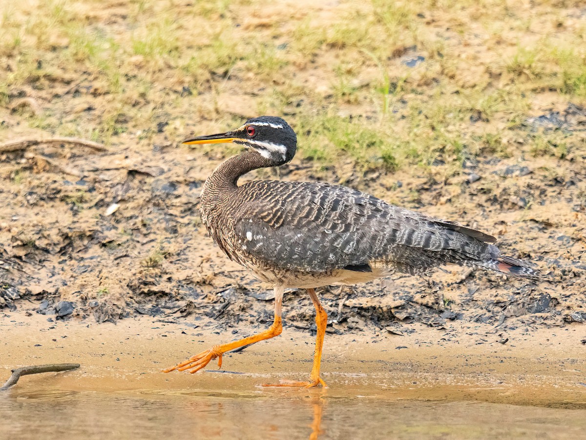 Sunbittern - ML627869125