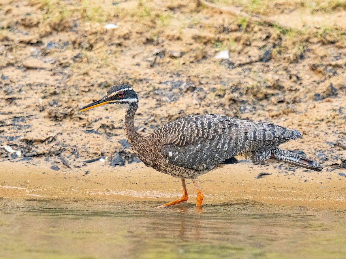 Sunbittern - ML627869126