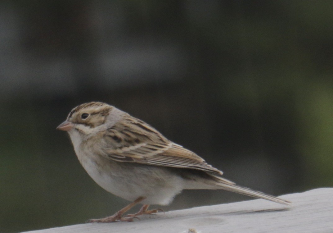 Clay-colored Sparrow - ML627869131