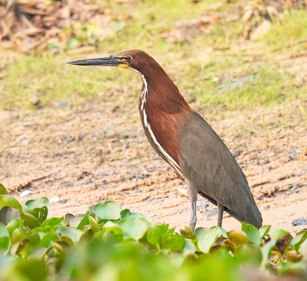 Rufescent Tiger-Heron - ML627869133