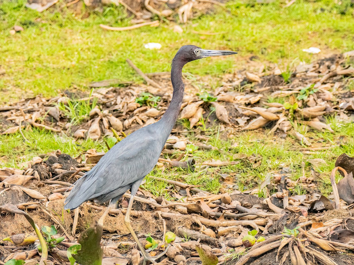 Little Blue Heron - ML627869140