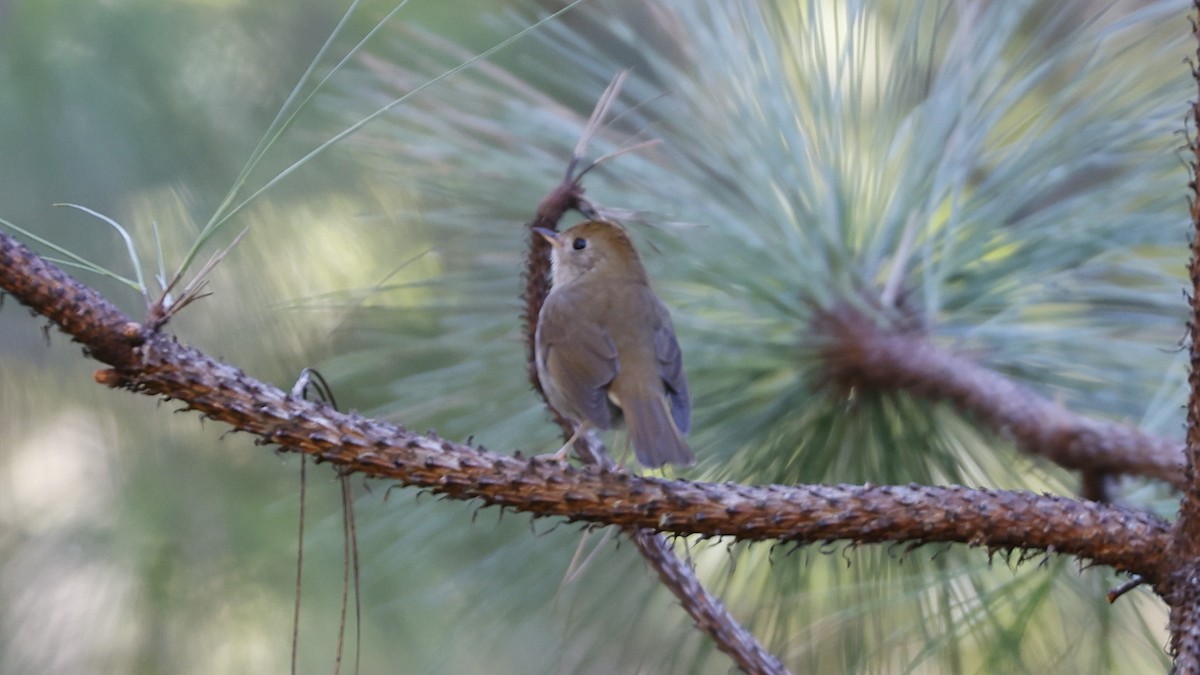 Russet Nightingale-Thrush - ML627869142